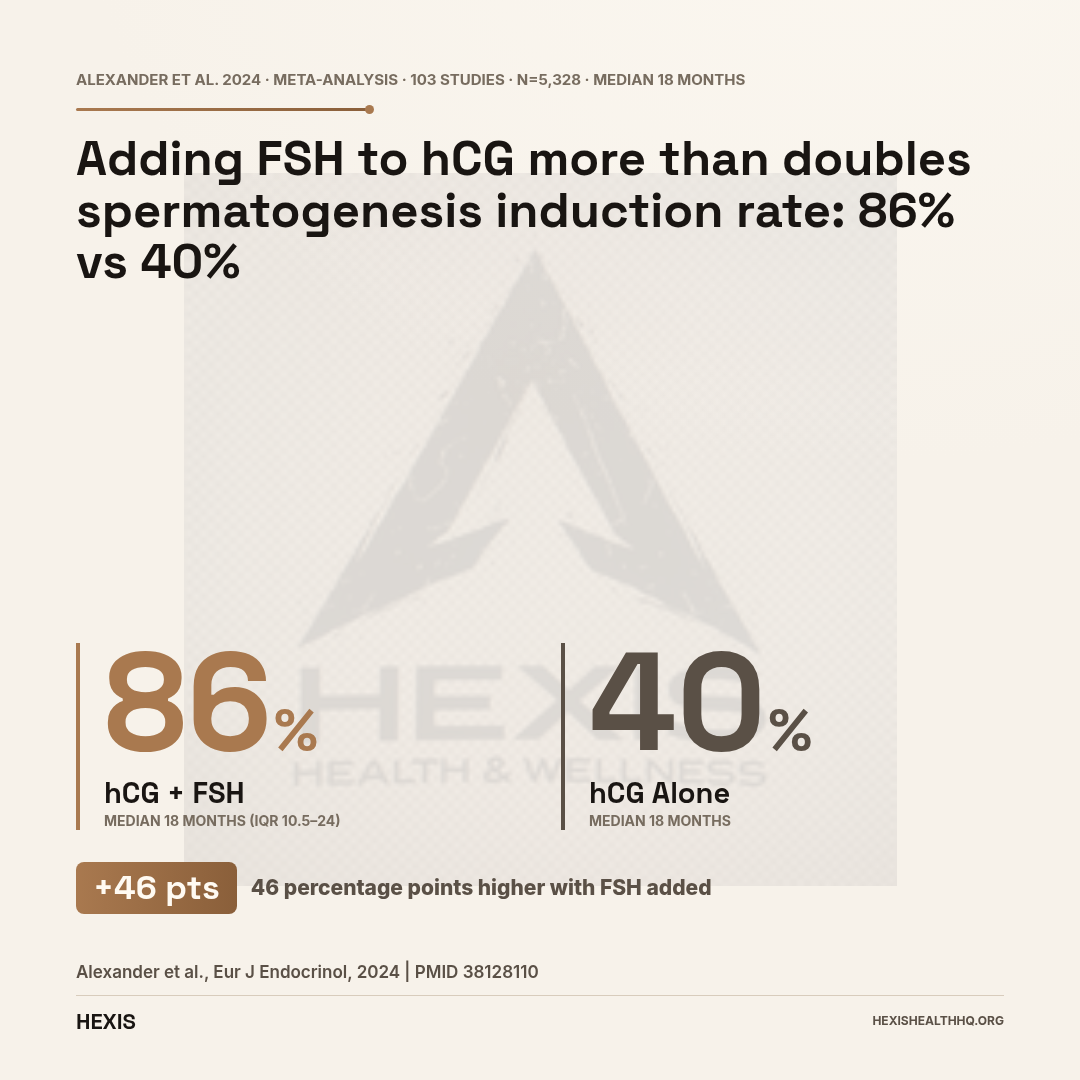 Gap hero chart comparing spermatogenesis induction rates: hCG plus FSH combination at 86% versus hCG alone at 40%, illustrating the fertility benefit of adding FSH for men with hypogonadotropic hypogonadism
