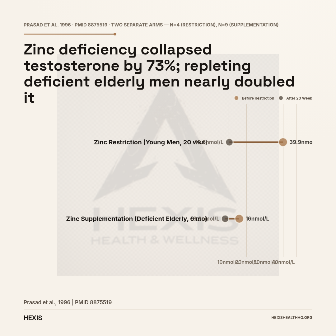 Dumbbell chart showing testosterone collapse with zinc restriction and recovery with zinc supplementation — evidence that zinc deficiency suppresses testosterone naturally